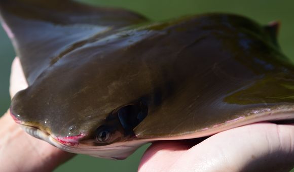 Cownose rays are migratory animals that come into the Chesapeake in summer and swim to Florida for the winter. (Credit: Jay Fleming/SERC)