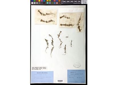 Before its residence at the Smithsonian's National Museum of Natural History, this pressed plant (Cyananthus macrocalyx subspecies spathulifolius) was housed at London's Natural History Museum where it survived a bombing during World War II (Photo Credit: Ingrid P. Lin, Smithsonian). 