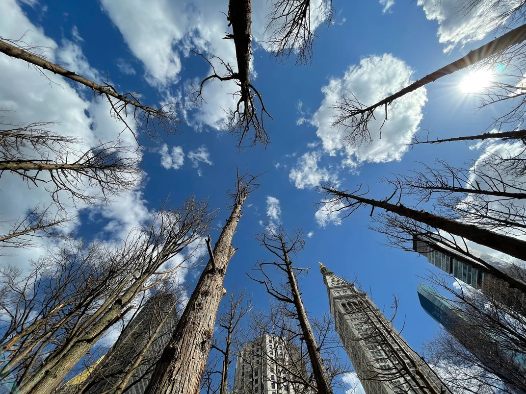 Ghost Forest, Madison Square Park Conservancy, New York, James C. Ewart, 2021