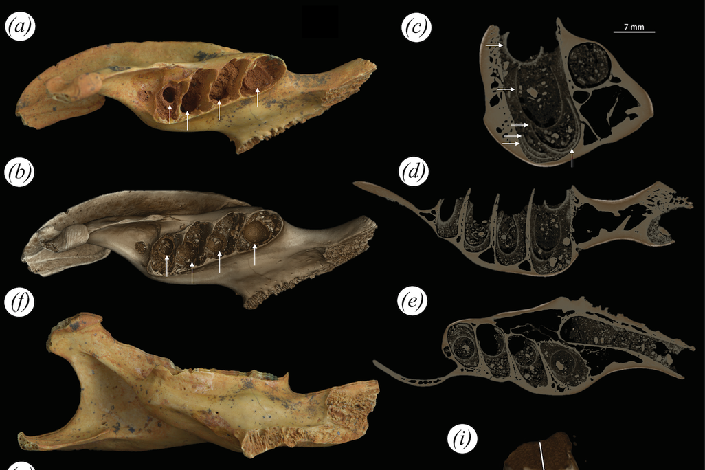photos and CT scans of rodent skull fragments