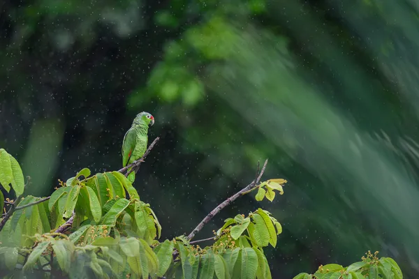 Red-Lored Parrot in the Misty Rain thumbnail