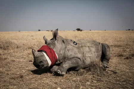 “Game abundant, especially rhinoceros,” explorer Henry Morton Stanley noted in the 1870s. Today is different. This blindfolded calf awaits transport.