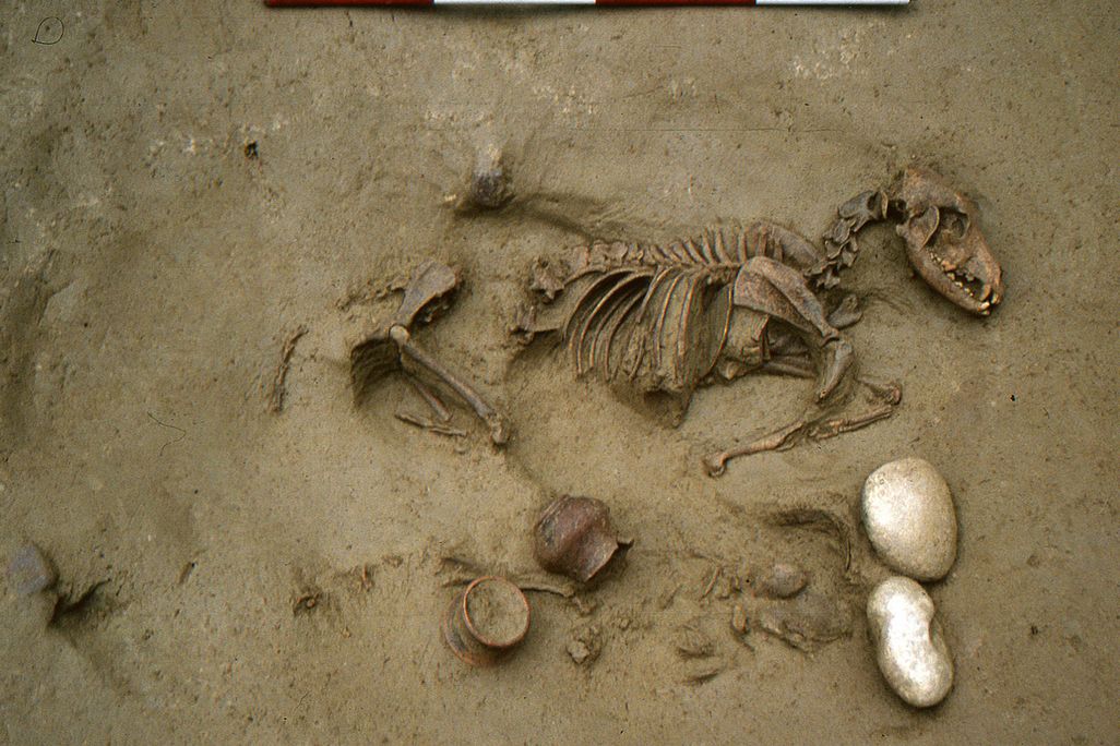 Dog Buried With Child in Grave