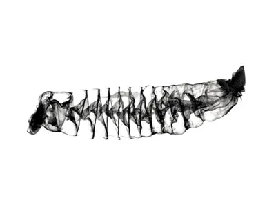 A 3D image of the spiral-shaped intestine of a Pacific spiny dogfish shark. In life, food would move through this intestine left to right.