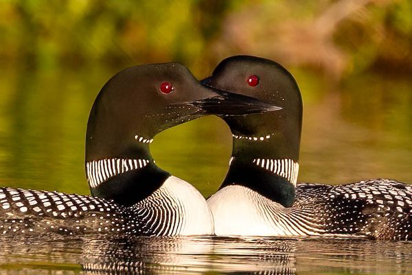 A pair of loons bonding on a remote lake thumbnail