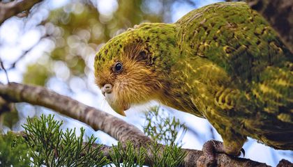 Inside New Zealand&rsquo;s Quest to Save Its Rotund, Flightless Parrots
