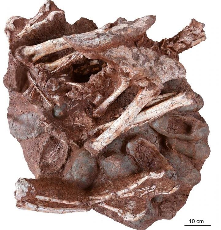 A fossil of 24 oviraptor eggs underneath remains of a oviraptorosaur 