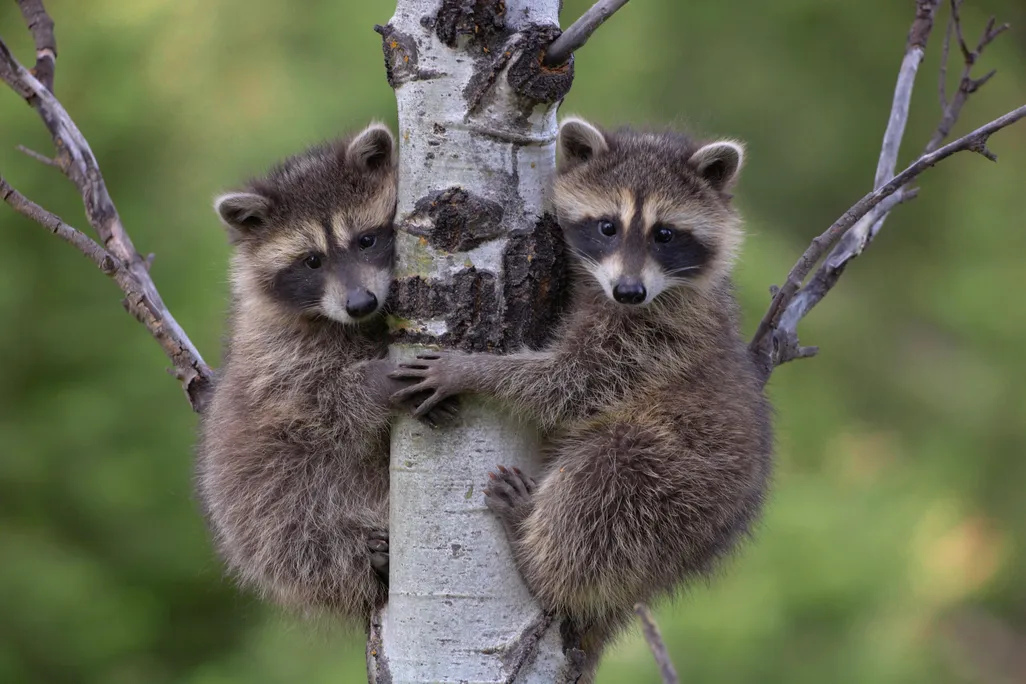 Baby Raccoons