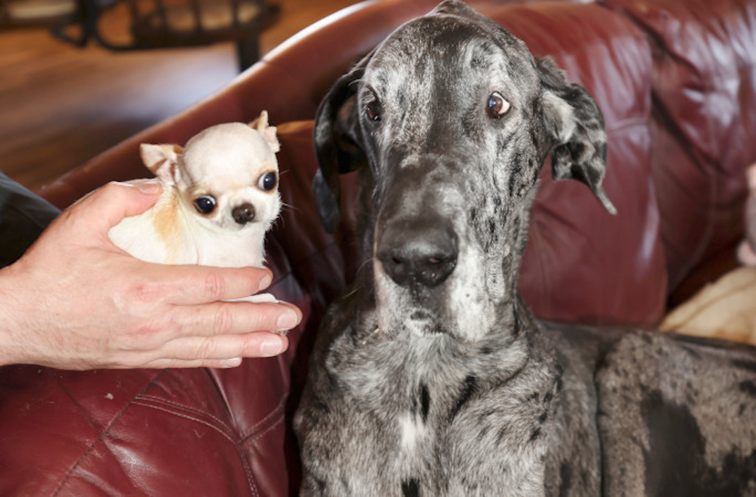 Large Great Dane looking at tiny Chihuahua