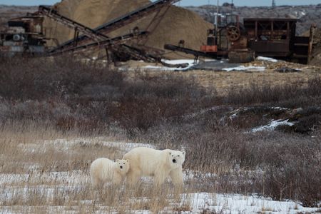 A polar bear mom and cub wander near the quarry on the outskirts of Churchill.&nbsp;