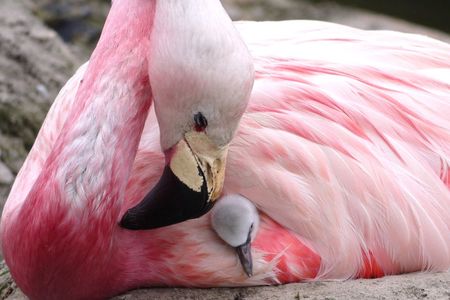 An Andean flamingo looks after a Chilean flamingo chick in a scheme to prompt the birds to breed.