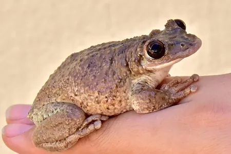 Corythomantis greeningi frogs carry potent venom in their pouts.