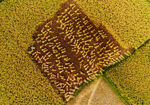 The scent of envelope. thumbnail