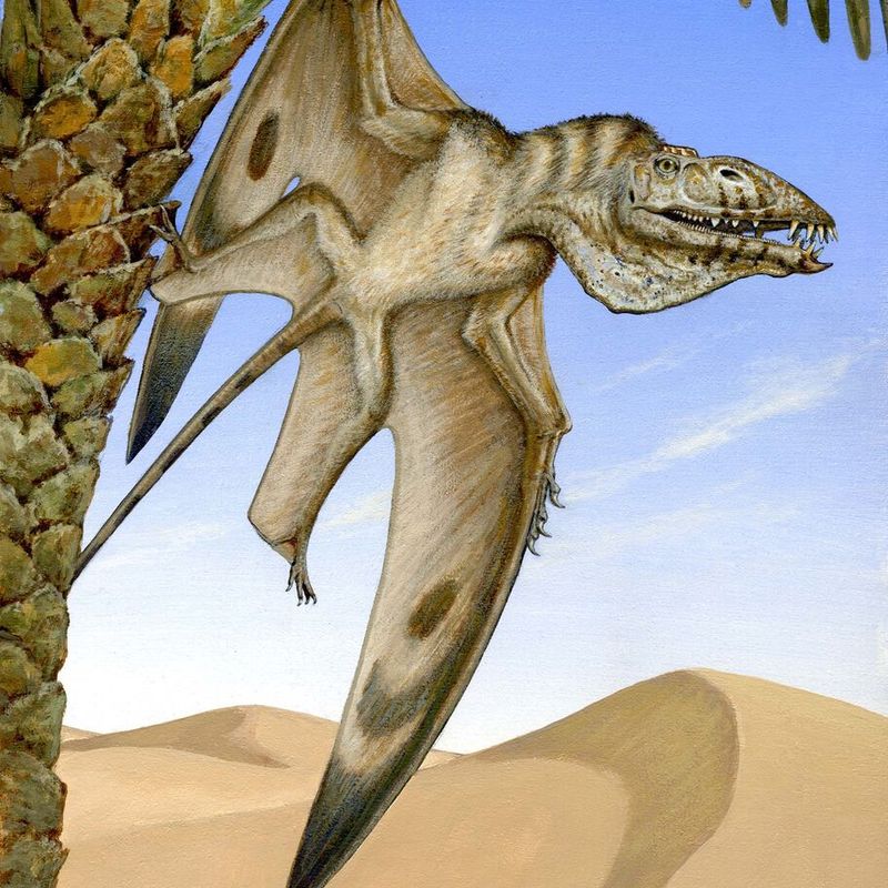 Photograph, Pterodactyl, Cretaceous Dinosaur