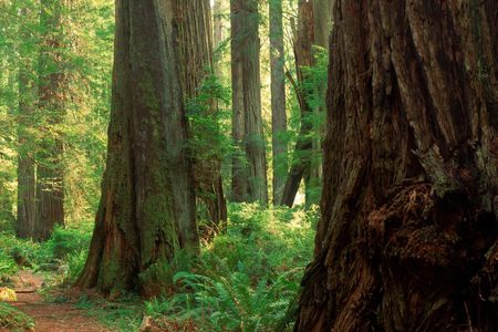 For tree poachers, sometimes known as "midnight burlers," redwoods can present a lucrative opportunity for theft. New research recommends ways to deter this hard-to-trace wildlife crime.
