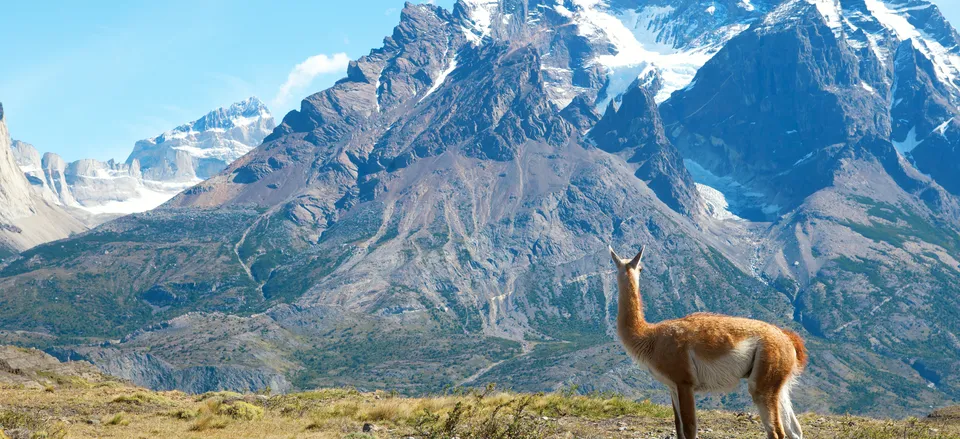  Torres del Paine National Park with guanaco 
