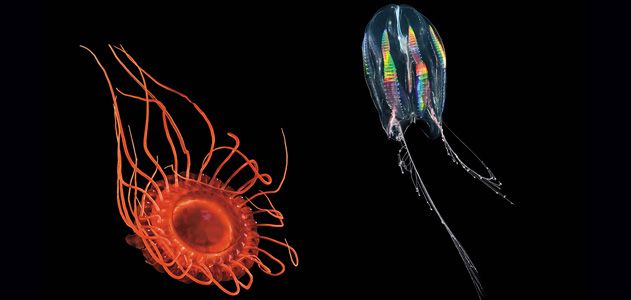 Light-Fantastic-jellyfish-and-Atolla-manubrium-631.jpg