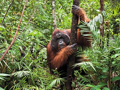 The only great ape unique to Asia, orangutans are increasingly rare, with fewer than 50,000 in Borneo. Here, a male named Doyok moves through a reserve.