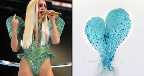 Lady Gaga and a gametophyte of one of the fern species named after her.