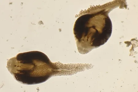 Monogenean worms&nbsp;dissected from the gills of a preserved copper rockfish from the University of Washington Fish Collection at the Burke Museum