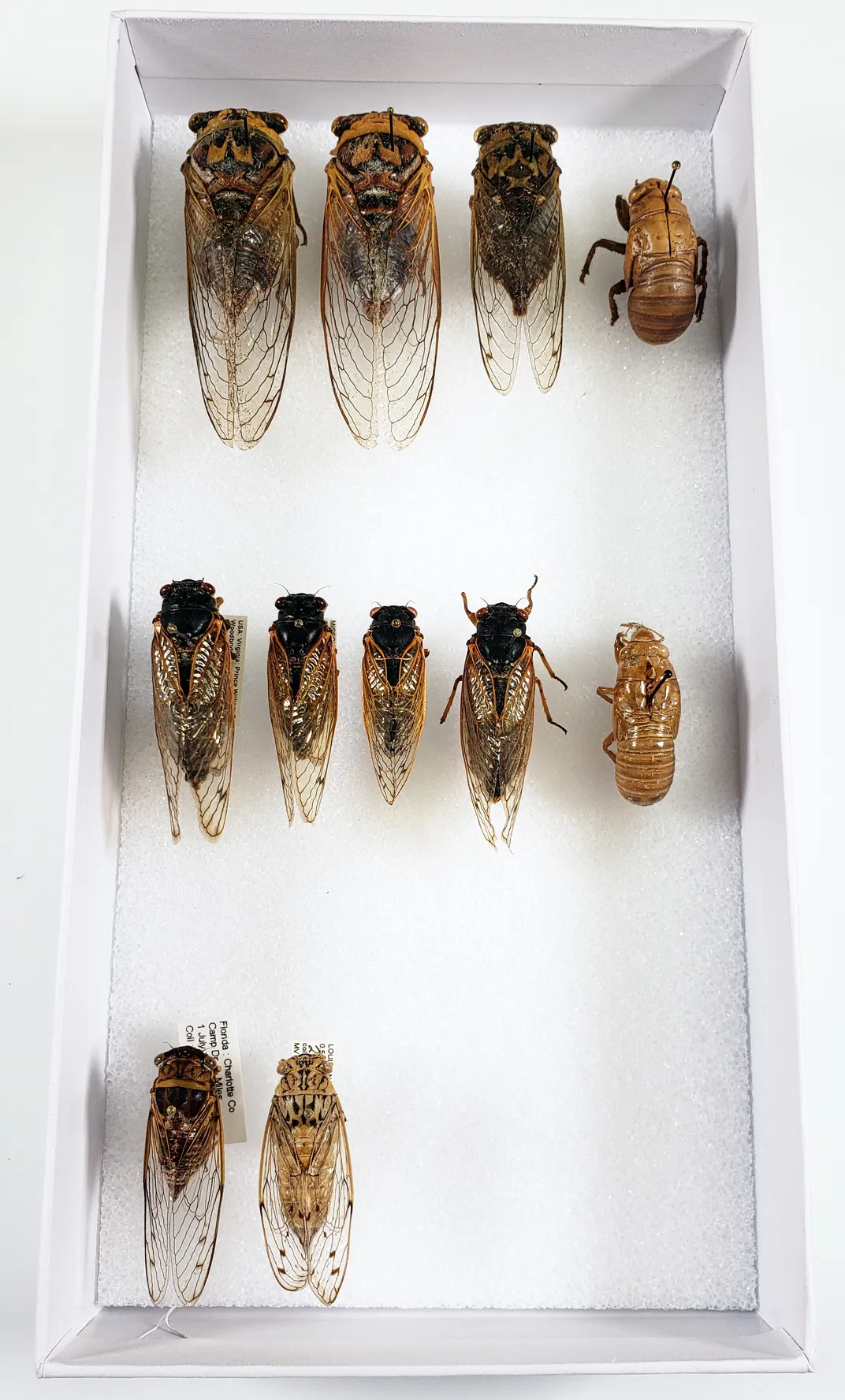 Dozen preserved cicadas pinned in a white box.