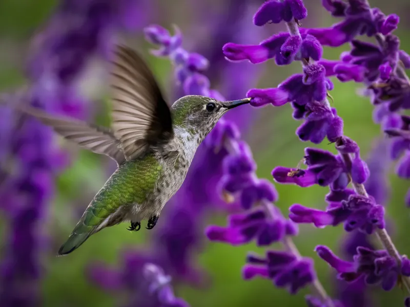 Hummingbird Feeding On Purple Sage. | Smithsonian Photo Contest ...