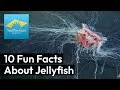 Preview thumbnail for video 'Ten Fun Facts About Jellyfish