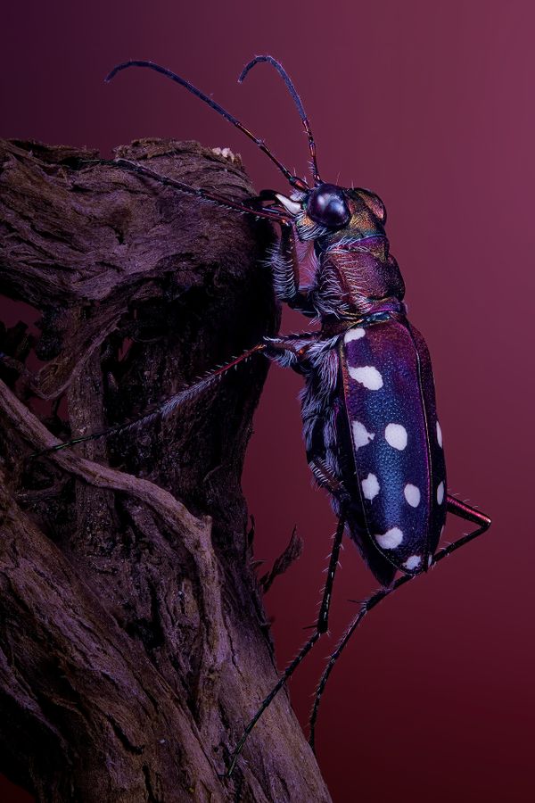 The Jewel of the Wild thumbnail