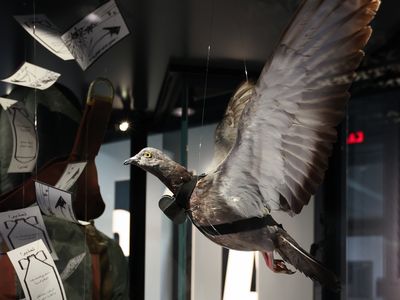 A spy pigeon with a camera strapped to its breast at the CIA Museum