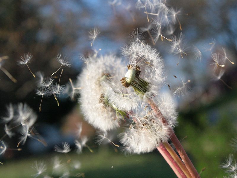 Blowing Dandelion seeds to the winds Smithsonian Photo Contest