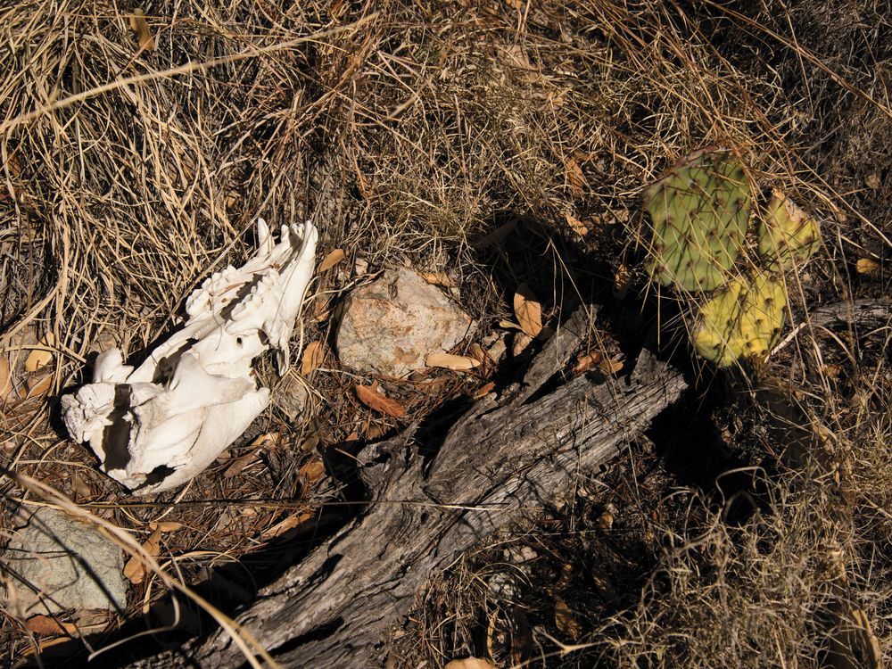 Sun-bleached skull