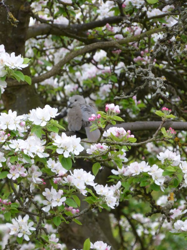 A dove, hiding in the apple blossom thumbnail