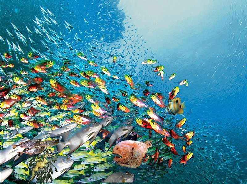 School of Fish