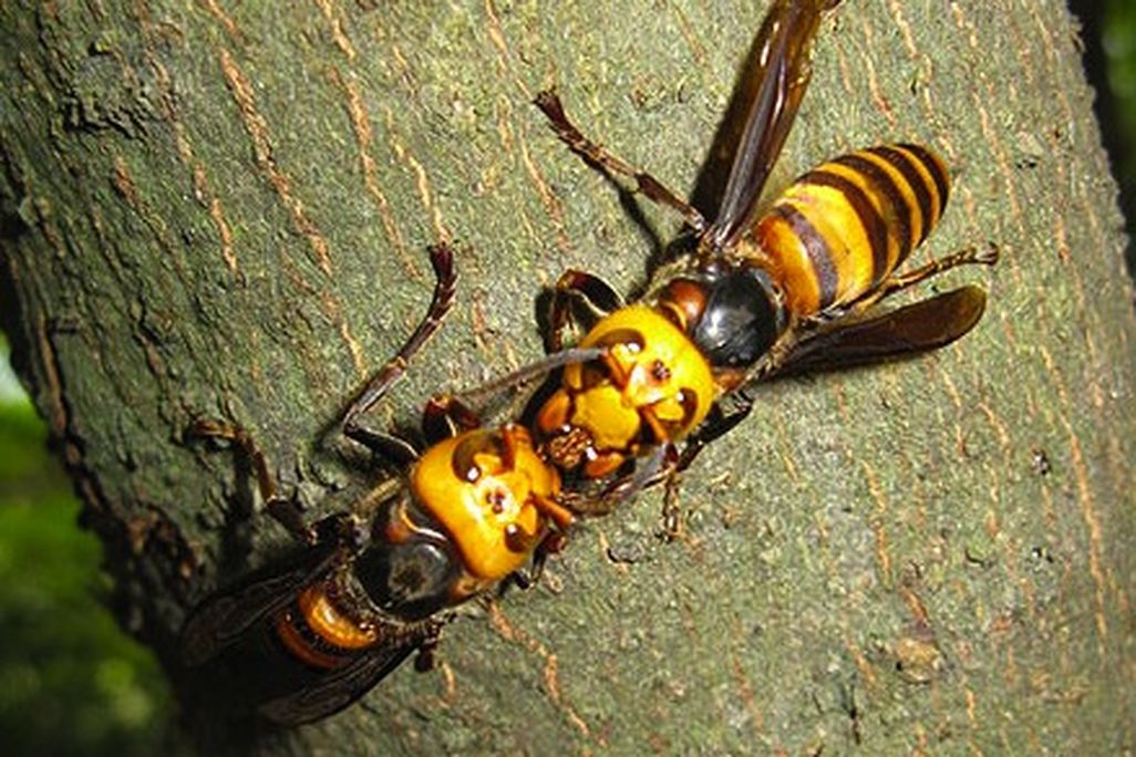hornets.jpg