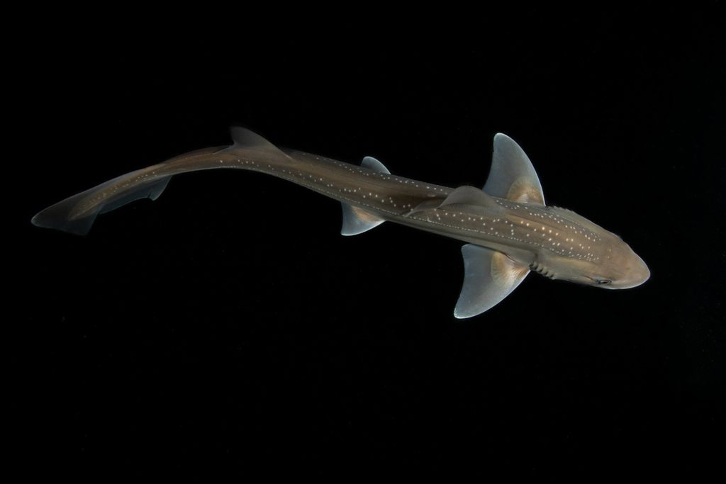 an overhead view of a small, brown shark with lighter spots