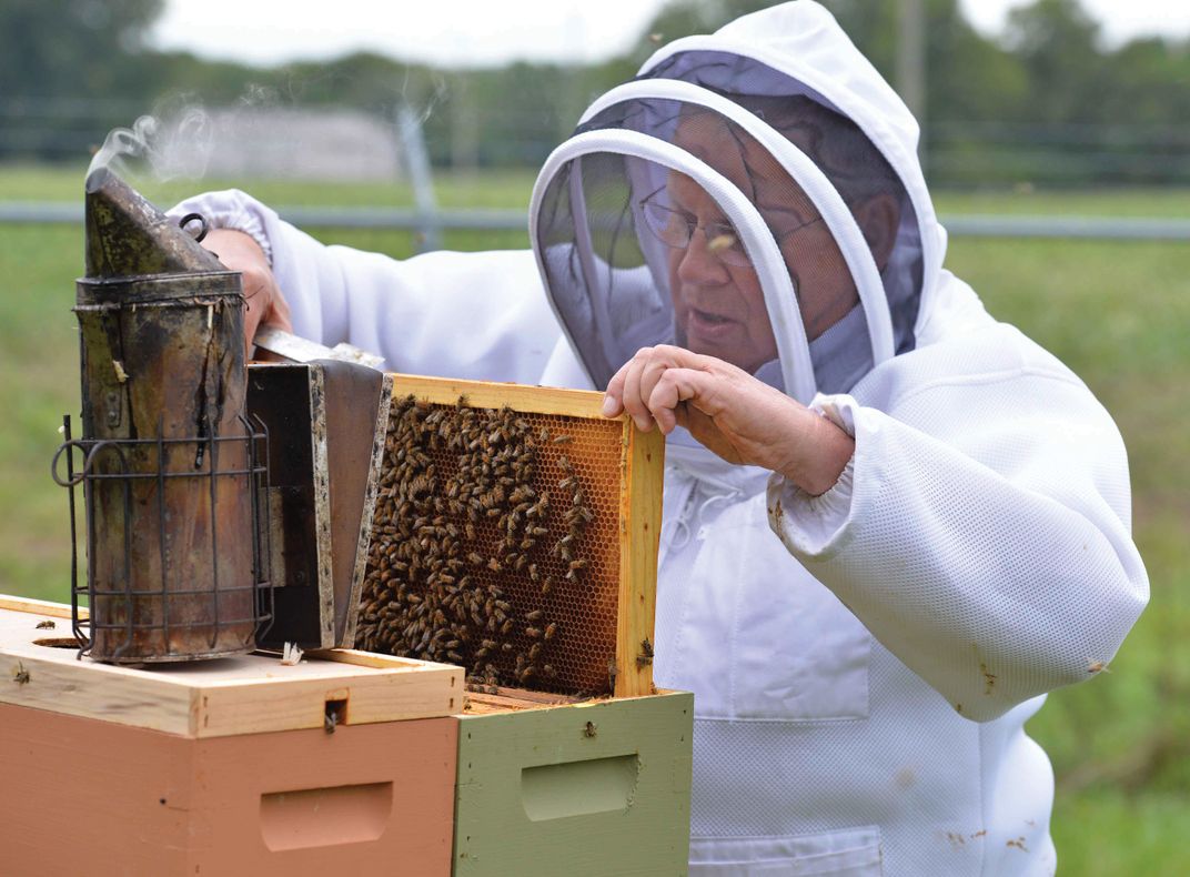 beekeeper looking at hives