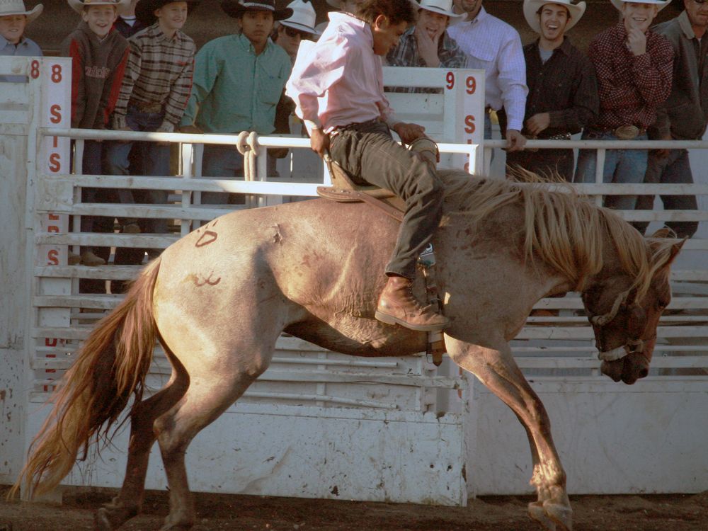 A high point from the Sisters, Oregon Rodeo bucking bronco event