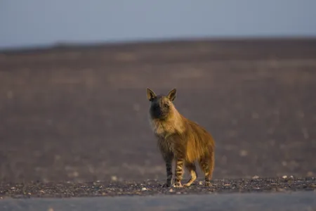 Namibia&#39;s brown hyenas live in small clans but often travel and hunt alone.
