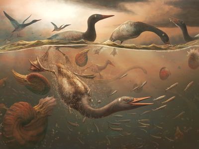 An illustration of the Vegavis iaai diving for fish off the coast of the Antarctic peninsula.