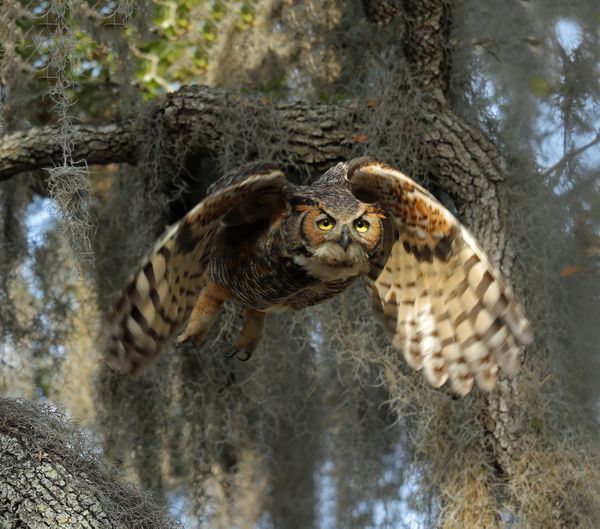 Great Horned Owl in flight ! thumbnail