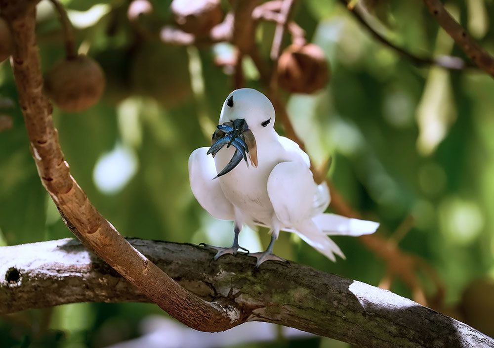 White Tern With Fish