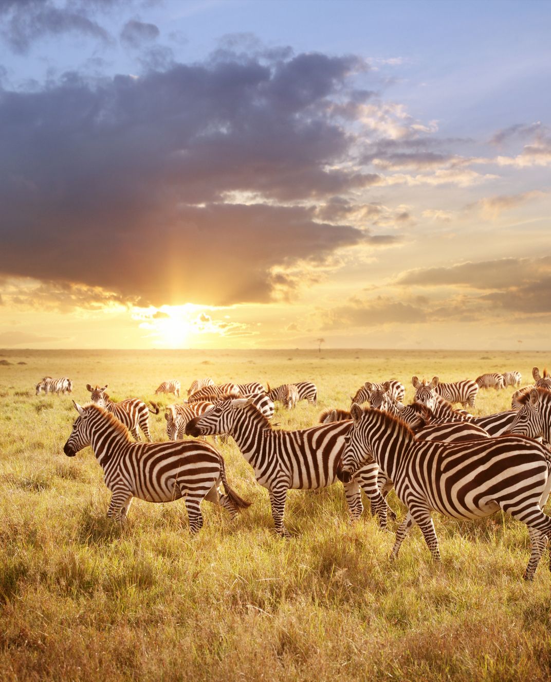 Zebras at sunrise in the Masai Mara