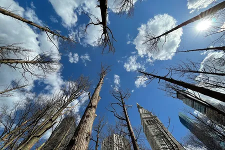 Maya Lin's Ghost Forest is on view at Madison Square Park through November 14, 2021.