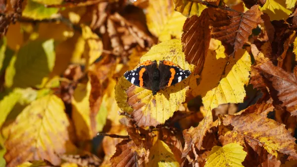 Butterfly in November thumbnail