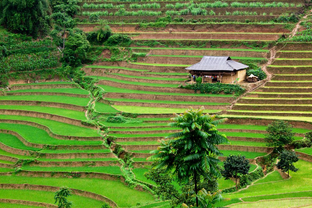 Terraced rice fields
