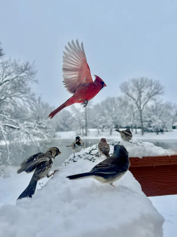 Cardinal in flight thumbnail