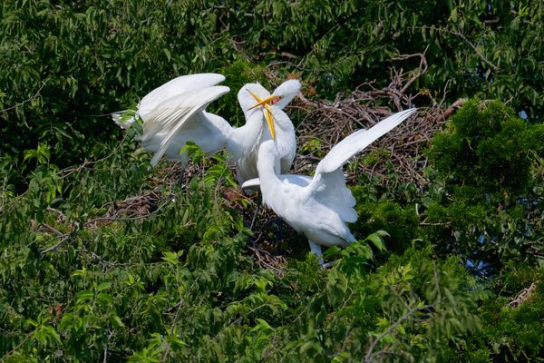 Great White Egrets thumbnail