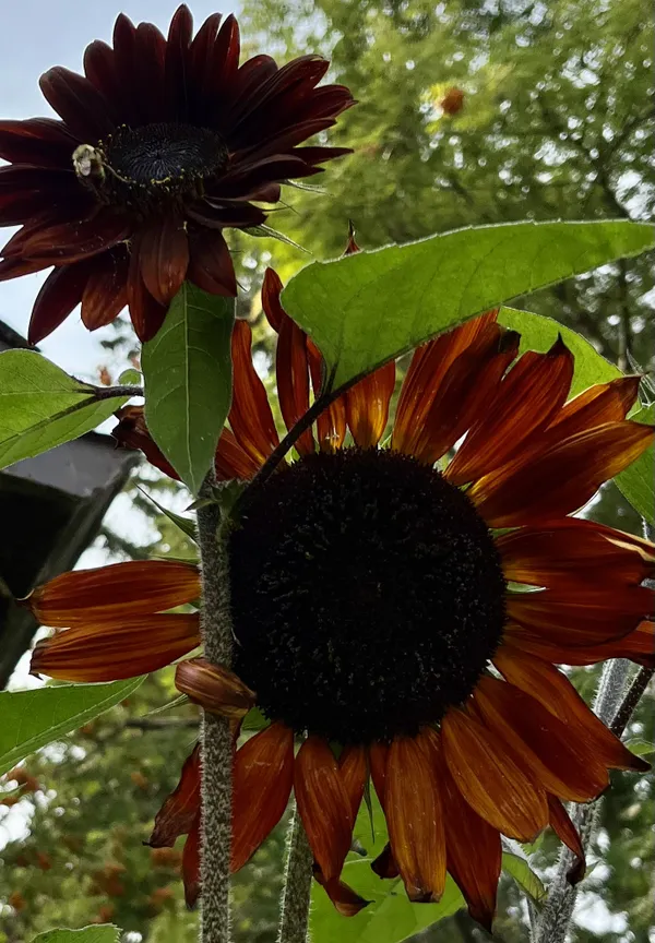 Red sunflower with a pal thumbnail