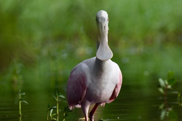 Portrait of a Roseate Spoonbill thumbnail