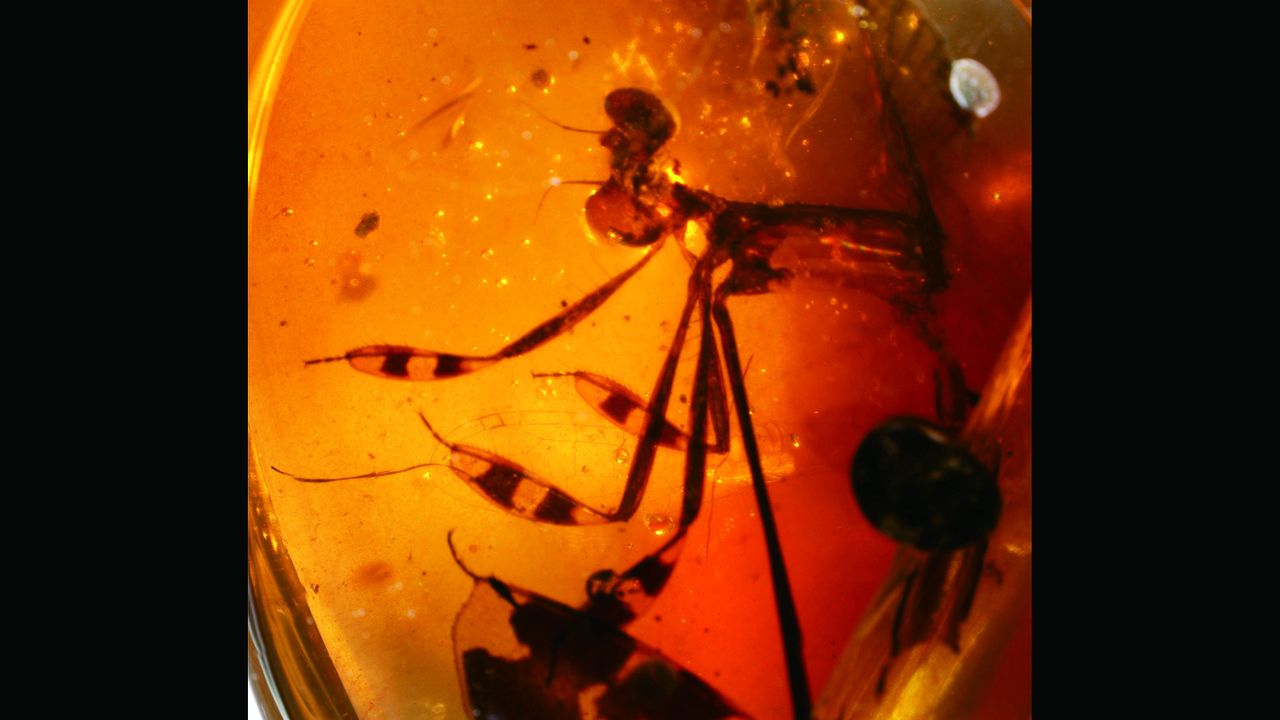 damselfly.jpg